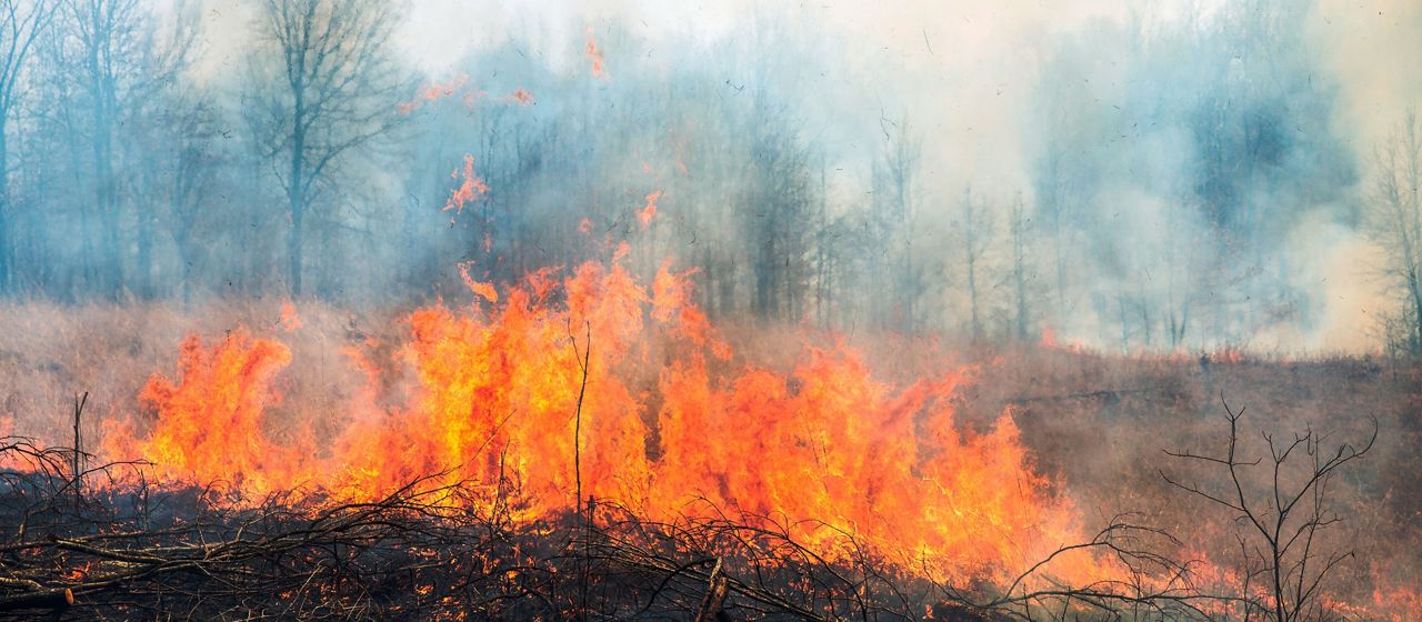 A prescribed fire burns grassy area near woodland.