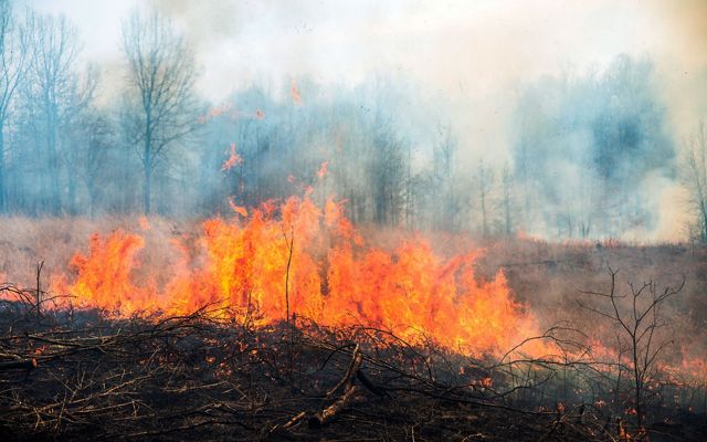 A prescribed fire burns along a drip line in grasslands in the bluegrass state.