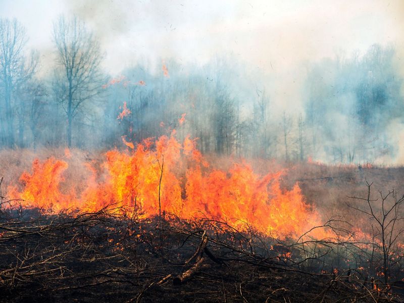 A prescribed fire burns grassy area near woodland.