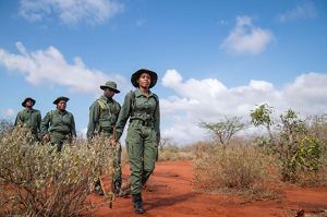 A group of people walk through the brush.