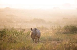 A rhino walks in the grass.