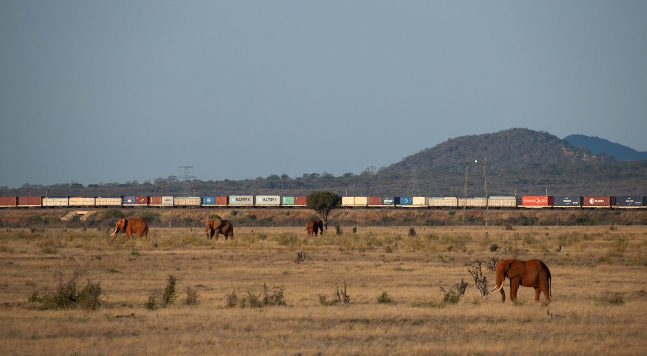 elephants grazing with a train passing in the background