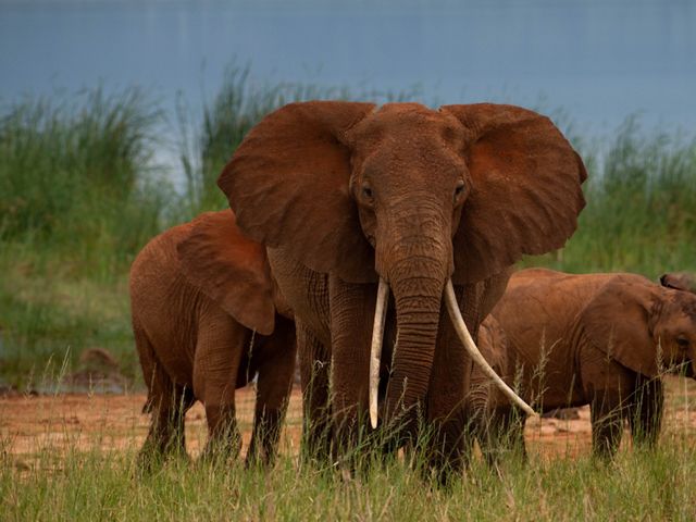 The "red elephants of Tsavo" against Lake Jipe in Tsavo West National Park.