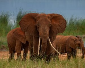A group of three elephants