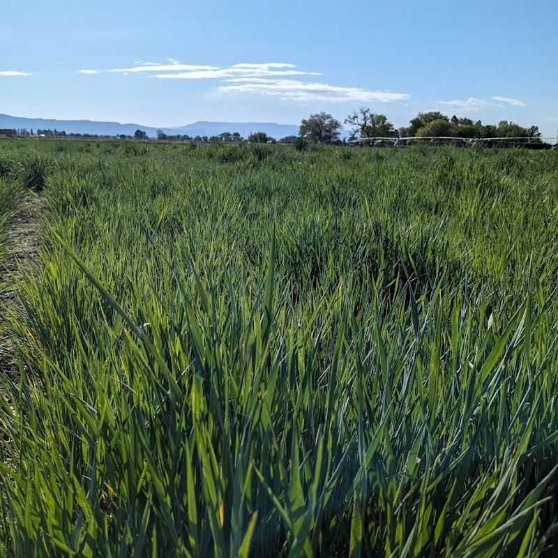 A field of tall grass called Kernza.
