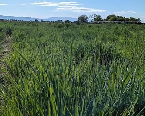A field of tall grass growing, called Kernza.