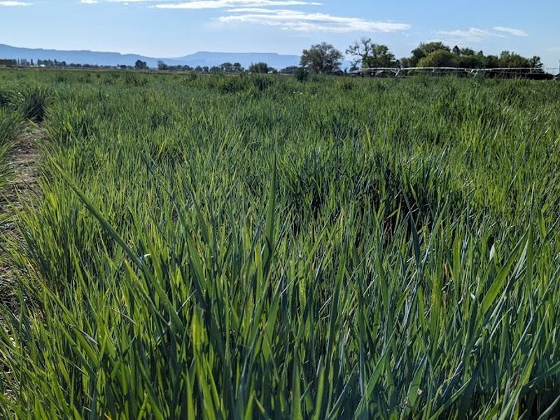 A field of tall, green grass.