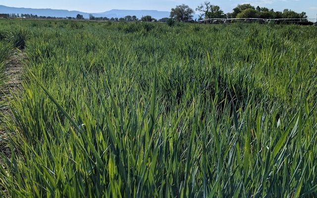 A field of tall, green grass.