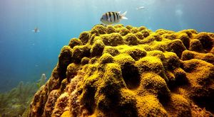 A small striped fish swims over a large, yellow coral. 