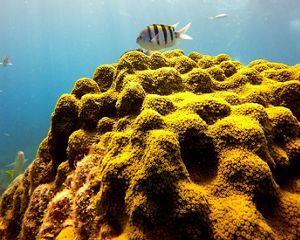 Sunlight dapples coral in a Florida reef. A tall lighthouse rises from a small island in the background, surrounded by gently lapping water.