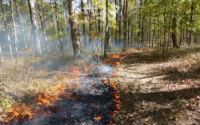 Trail of prescribed fire extends into forest habitat.