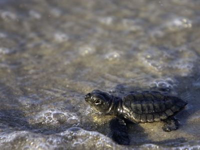 A baby sea turtle wades in shallow water.