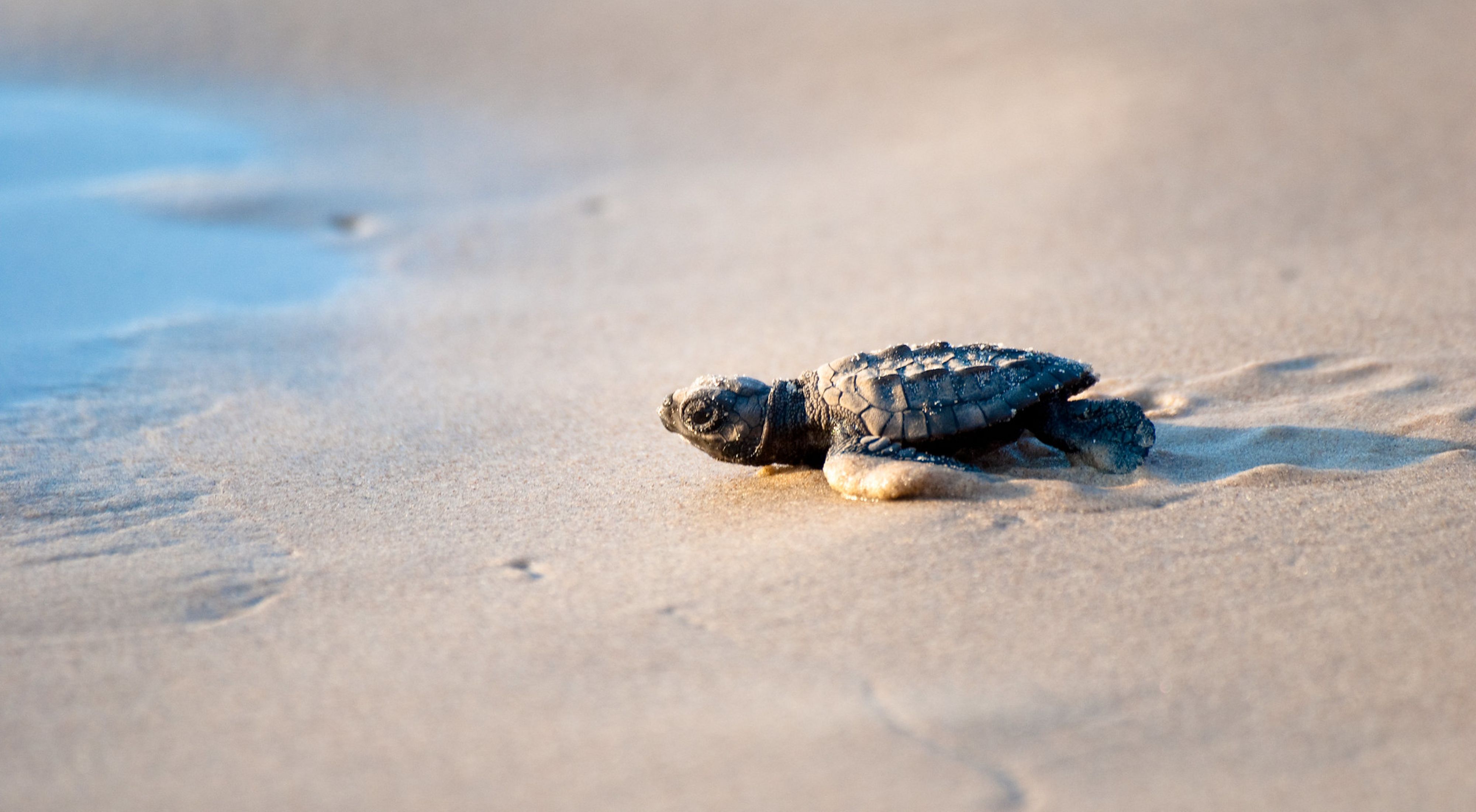 A small brown turtle crawls along wet sand.