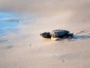 A small brown turtle crawls along wet sand.