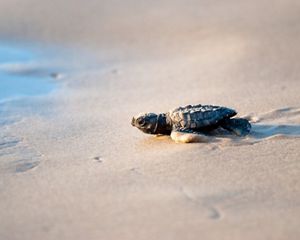 A small brown turtle crawls along wet sand.