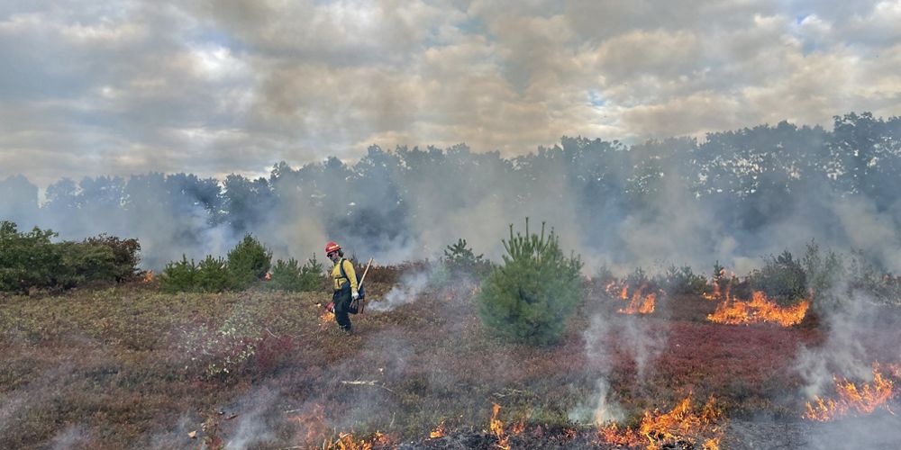 A person wearing fire-protective gear walks away from vegetation that is burning during a prescribed fire.