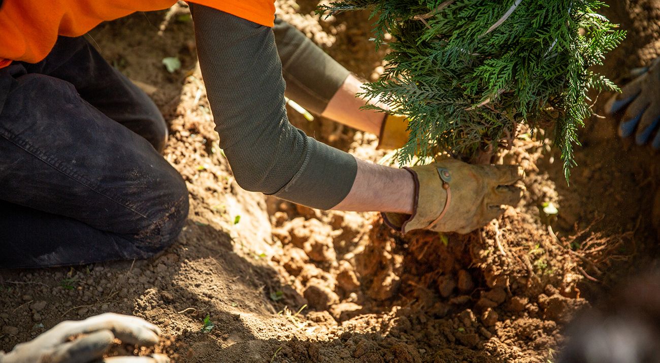 Volunteers plant trees in Louisville, Kentucky