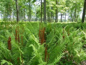 Kitty Todd Nature Preserve The Nature Conservancy