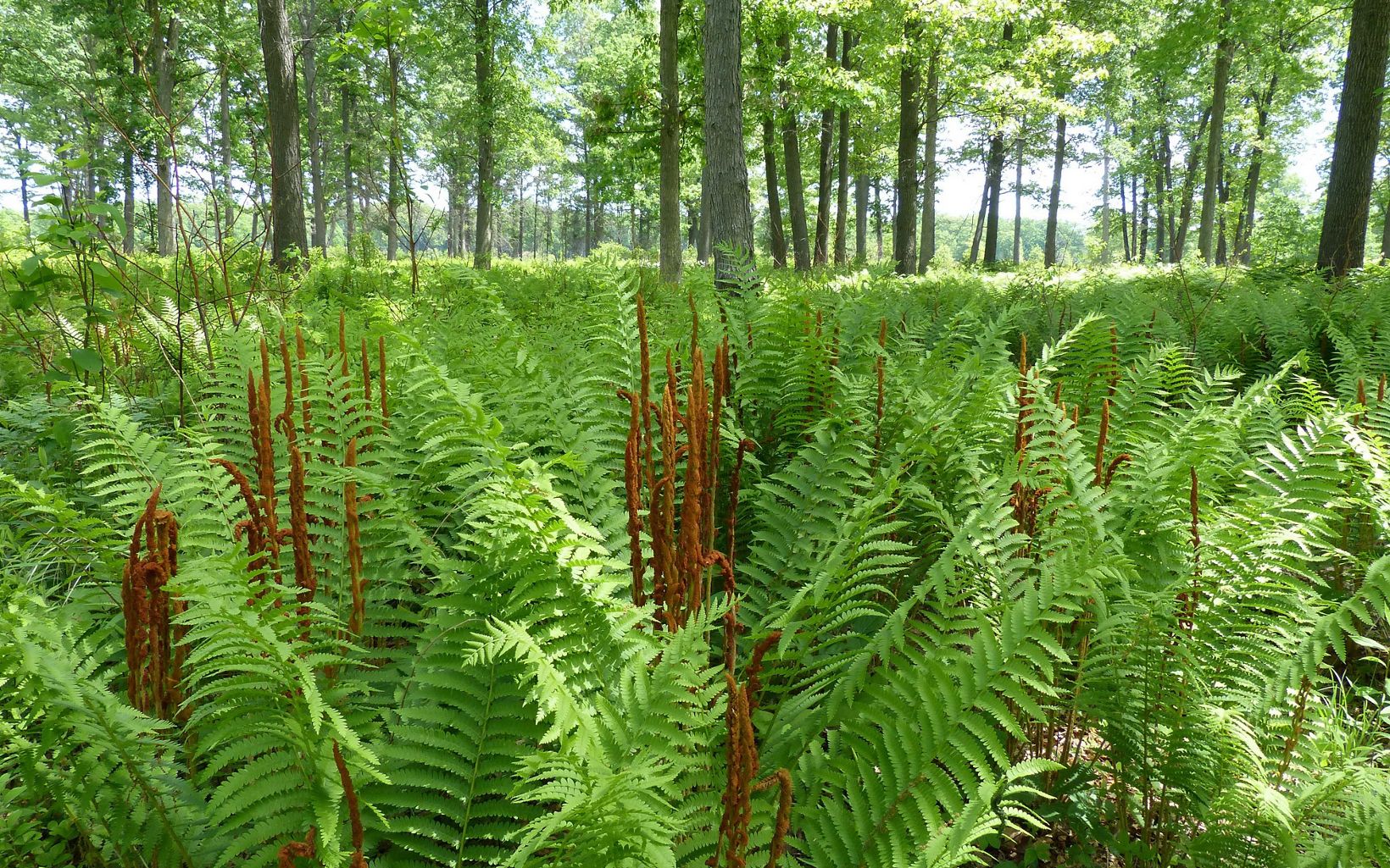 Cinnamon ferns in a field.