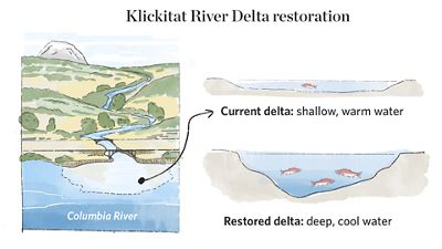 Graphic depicting river delta restoration.