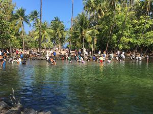 Dozens of people work in shallow water near shore to help restore fishponds in Hawaii.