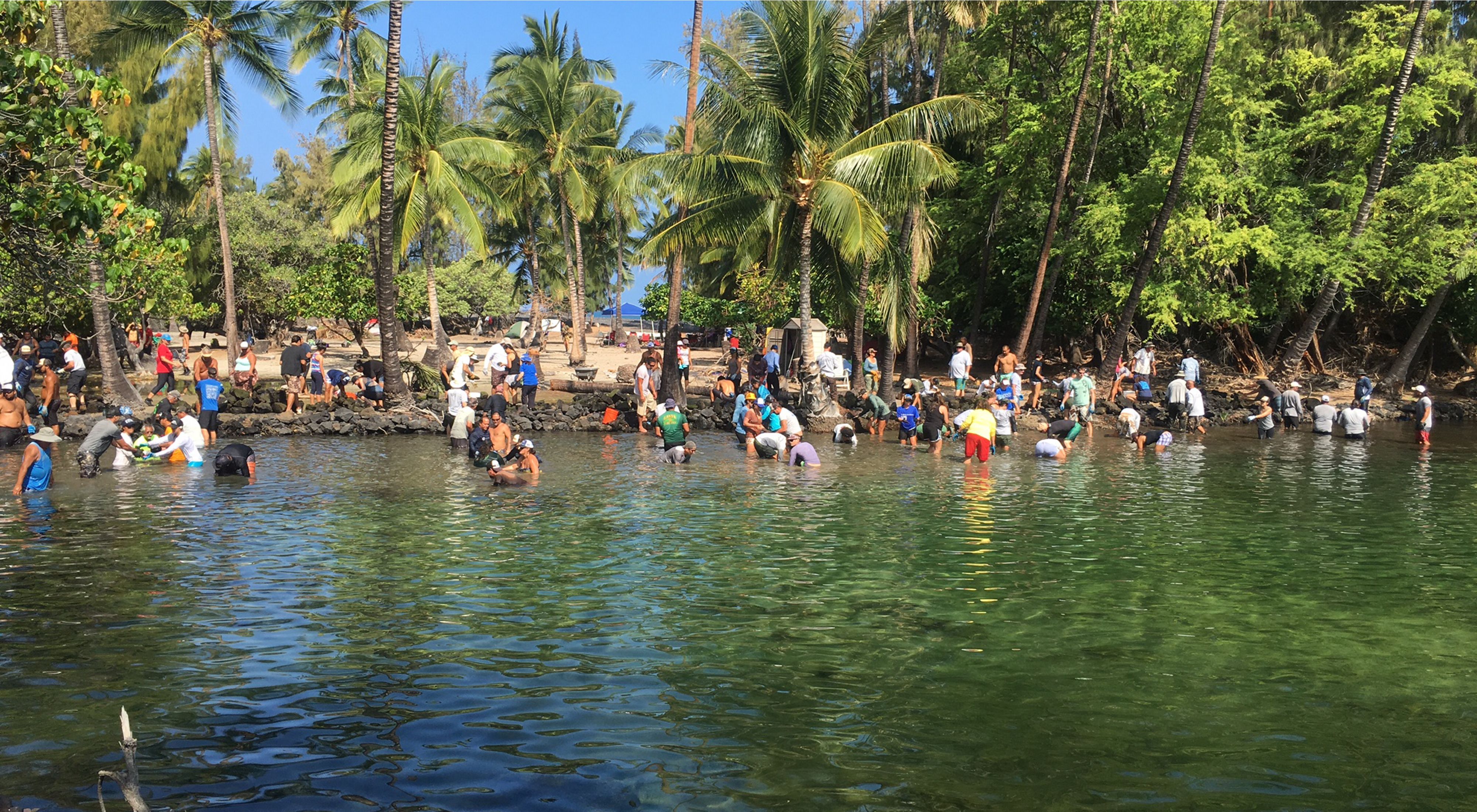 Dozens of people work in shallow water near shore to help restore fishponds in Hawaii.