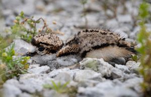 Killdeer chick is camouflaged against stones on the ground.