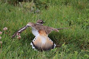 An adult killdeer sitting in the grass with its wings extended and held at an odd angle.
