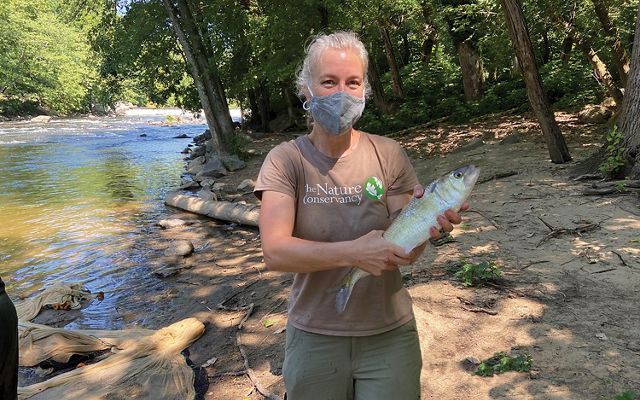 A woman wearing a face mask stands on the bank of a narrow creek holding a large silver fish caught during a population survey. The creek is dotted with large rocks and flows between thick trees.