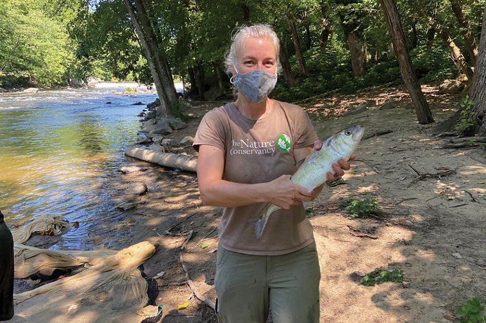 A woman wearing a face mask stands on the bank of a narrow creek holding a large silver fish caught during a population survey. The creek is dotted with large rocks and flows between thick trees.