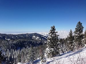 View of snow covered pine trees and mountains.