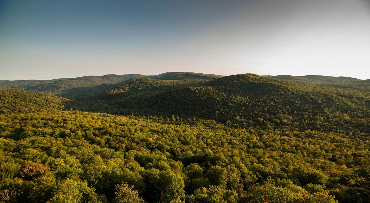 A vista of a forested mountain.