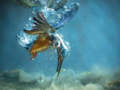 A common kingfisher hunting for a mean, Croatia.
