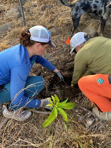 Planting native species with Kipuka Olowalu. 