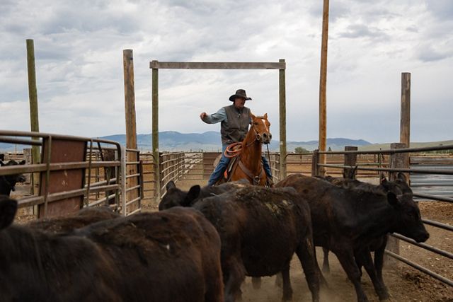 A man on a horse in a stable herds several cattle toward the camera.