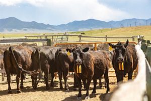 Several black cows stand in a corral; two of them face the camera and are wearing GPS collars around their necks.