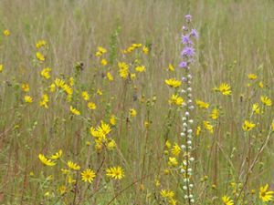 Kitty Todd Nature Preserve The Nature Conservancy