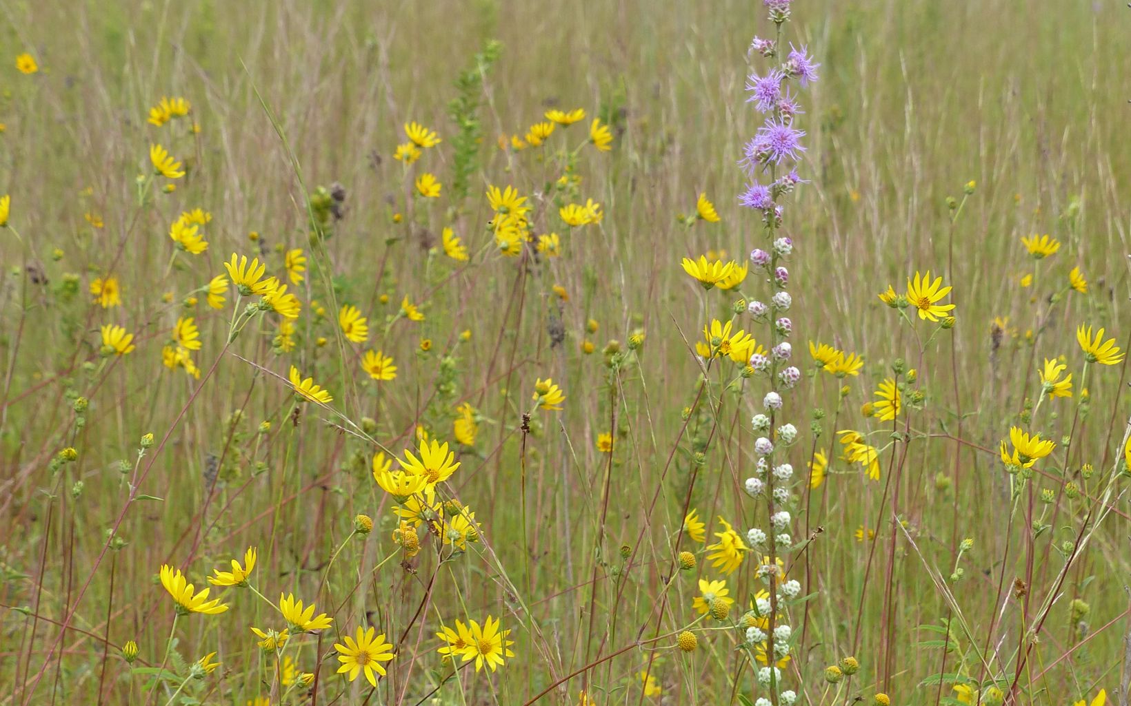 Kitty Todd Preserve Western sunflower and liatris blooming. © Angie Cole