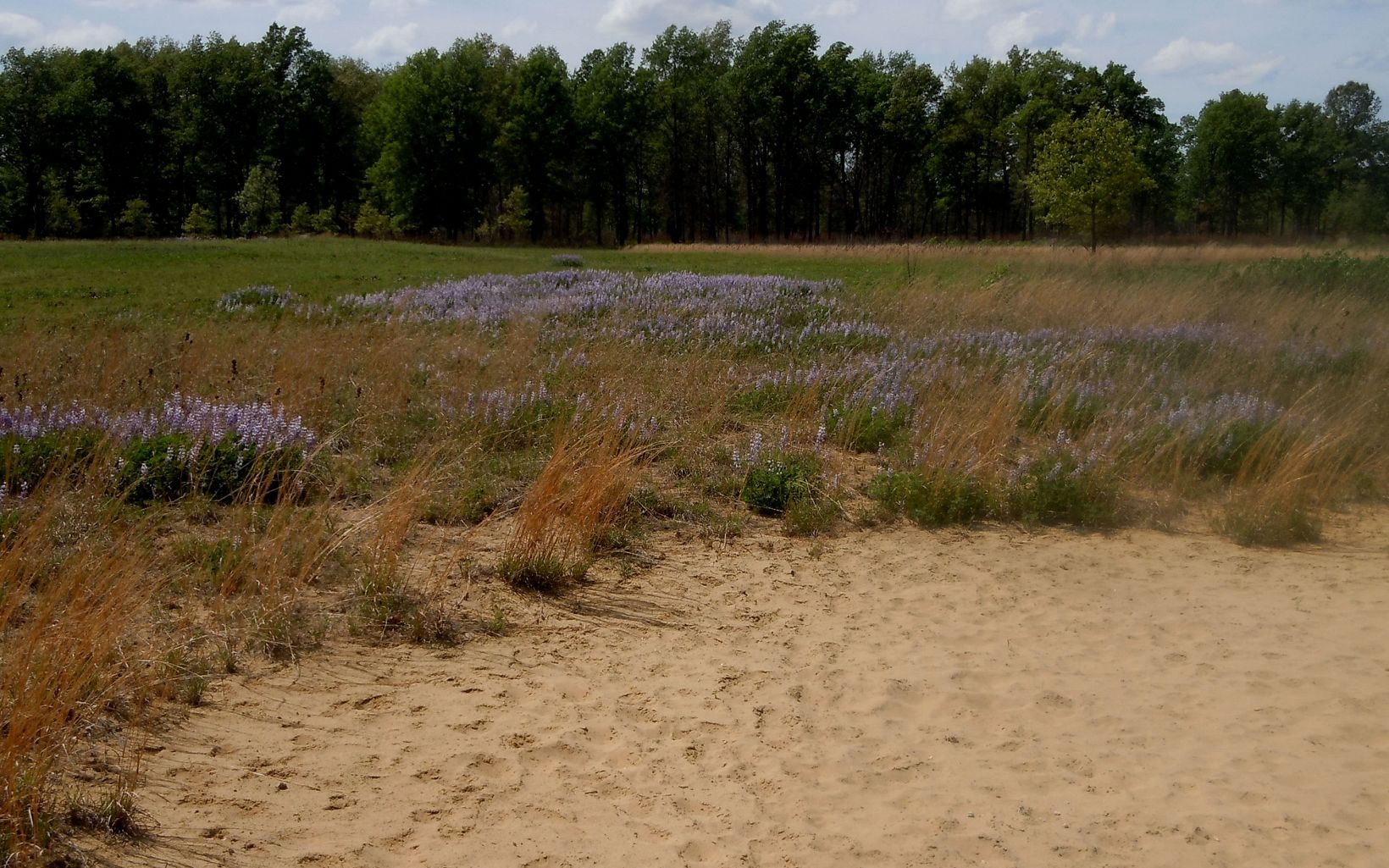 A landscape of sand and grass filled with wildflowers.