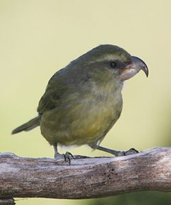 Kiwikiu sitting on a branch