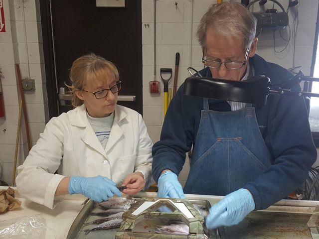 Scientists studying fish on a table. 