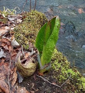 Bright green skunk cabbage leafing out on a streambank. 