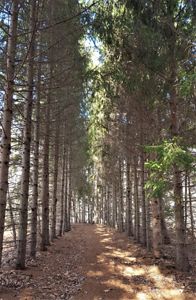 Looking through a double row of tall spruce trees, lining a narrow dirt lane. 