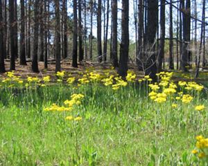 TNC works here on ecologically compatible forestry: working with forest landowners to demonstrate the connections between ecosystem health and economic return.