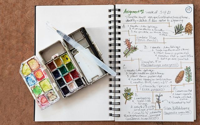 Watercolor tin and nature paintings in an open notebook.