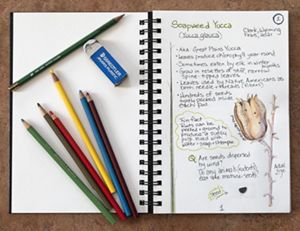 Watercolor tin and nature paintings in an open notebook.