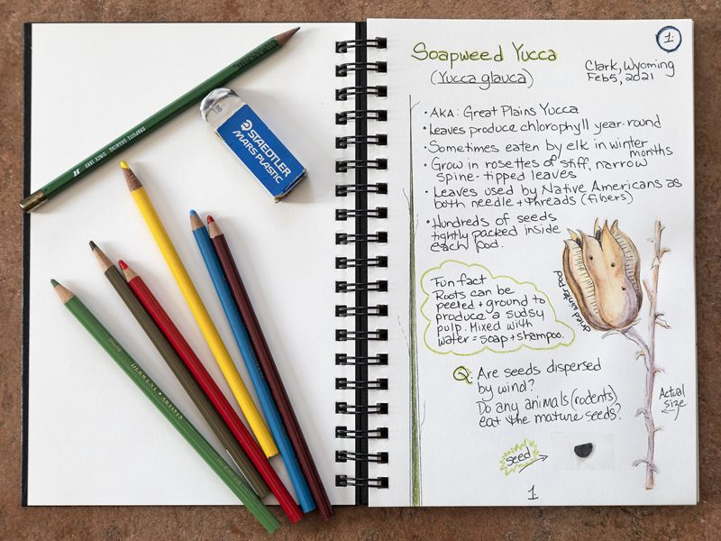 Watercolor tin and nature paintings in an open notebook.