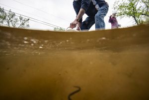 A scientist with a bucket scoops water. A small eel can be seen in the water in the foreground.