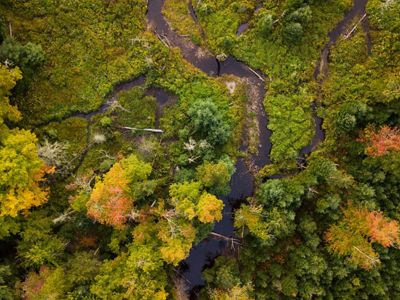 An aerial view of lush forest and streams.