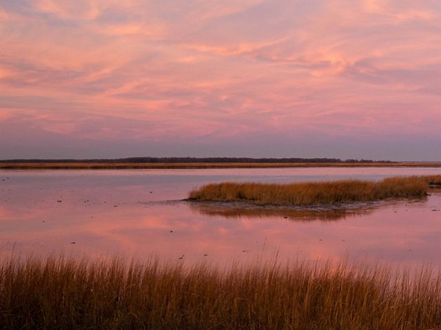 Coastal wetlands play a crucial role as a first line of defense against storm surges.
